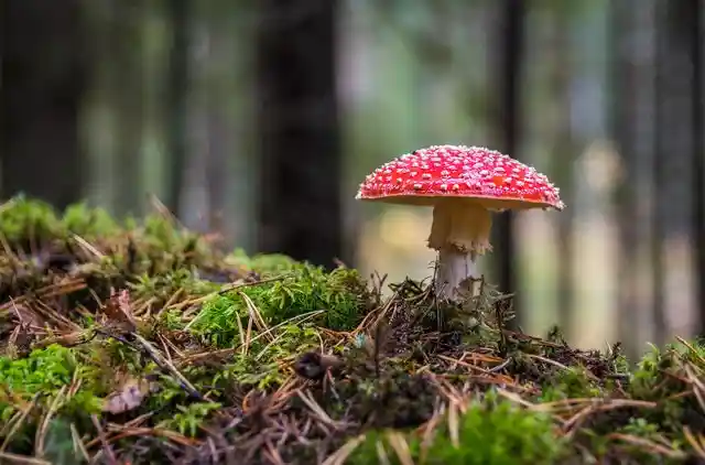 Mushroom Farming is a goog way for make money