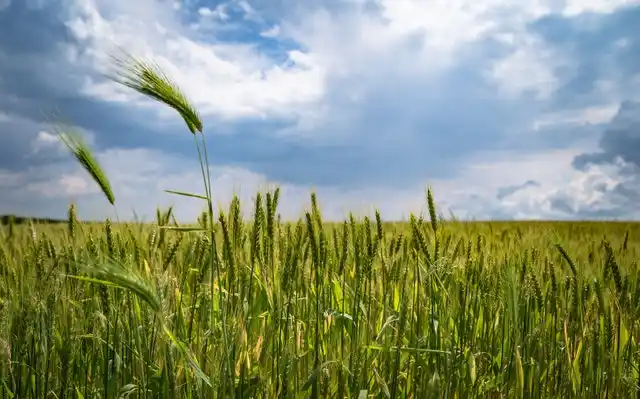 farming is most lucrative business in nigeria